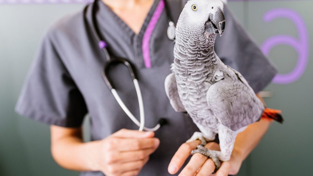 Reasons to Pursue Veterinary School - featured image