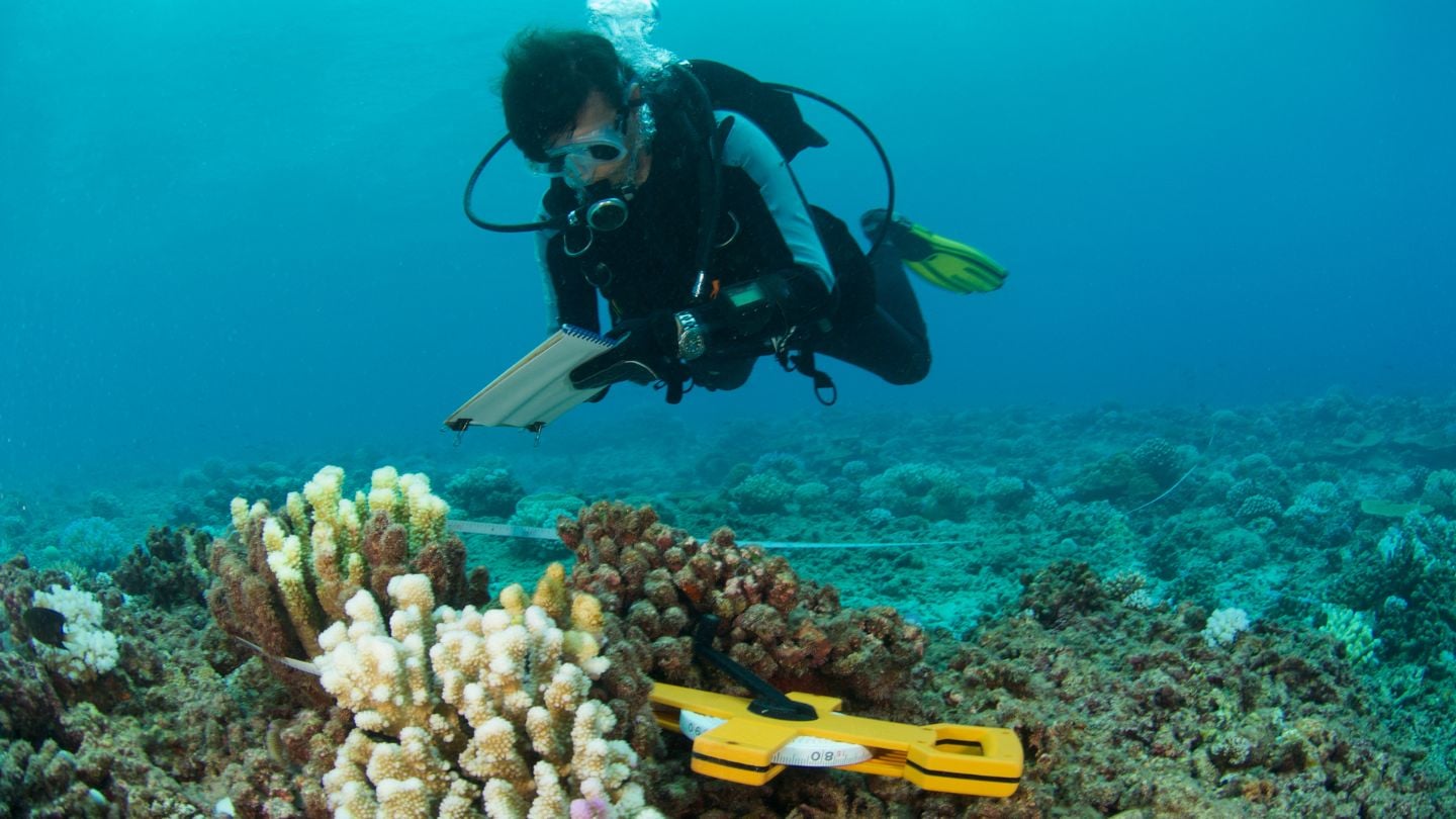 Underwater Archaeologist investigating